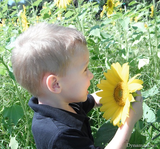 [sunflower love from the boys, too! (5)[2].jpg]