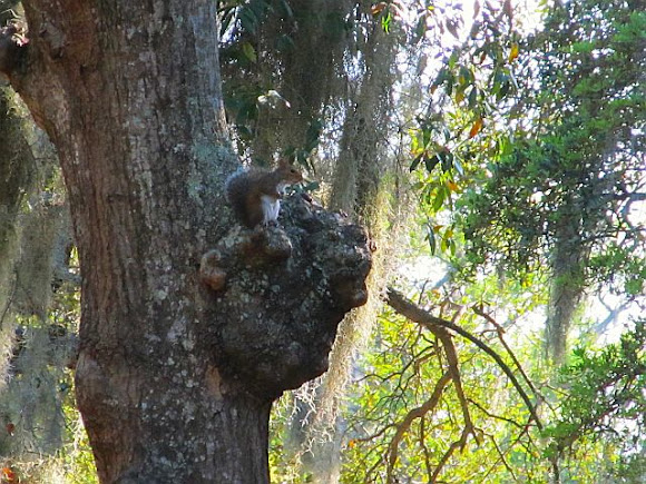 Spotting Image 1