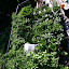 Asclepius's Balcony Garden 2005 garden