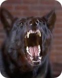 topdog