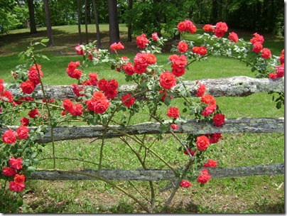 Georgia 2011 025