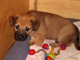 1-huck-chinook-puppy-16.jpg