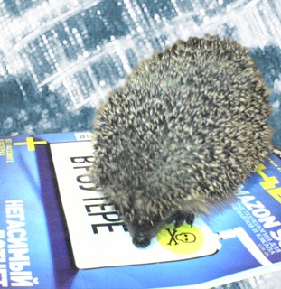 [Hedgehog[4].jpg]