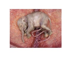 30591440-elephant-foetus