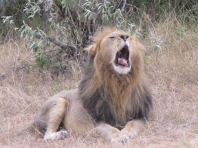 Maasai Mara