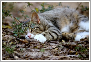 Kitty Leo