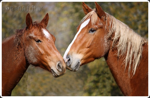 My Dirty Horses