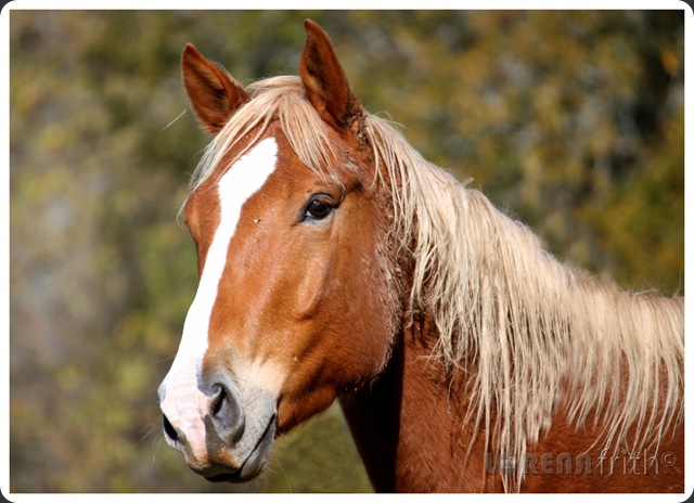My Dirty Horses