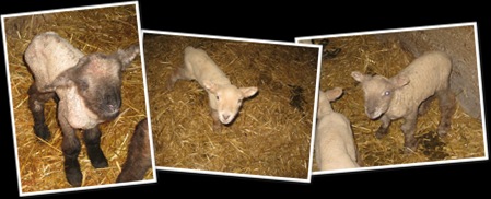 View Lambs