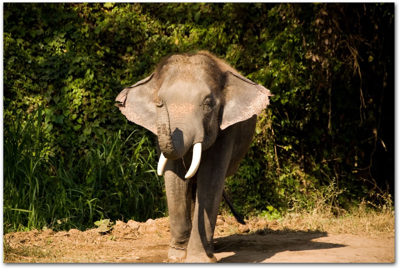 Elephant