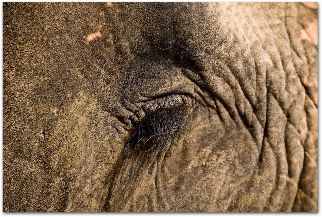 Elephant eyelashes