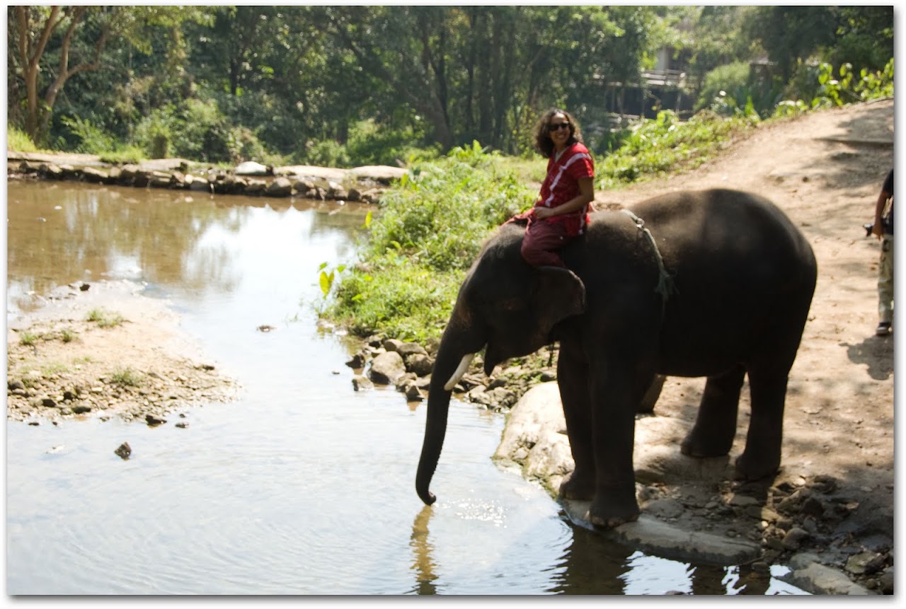 Elephant drinking water