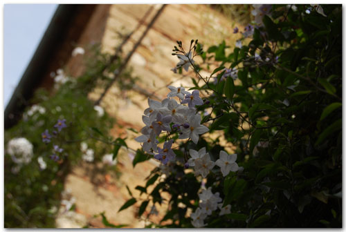 White flowers