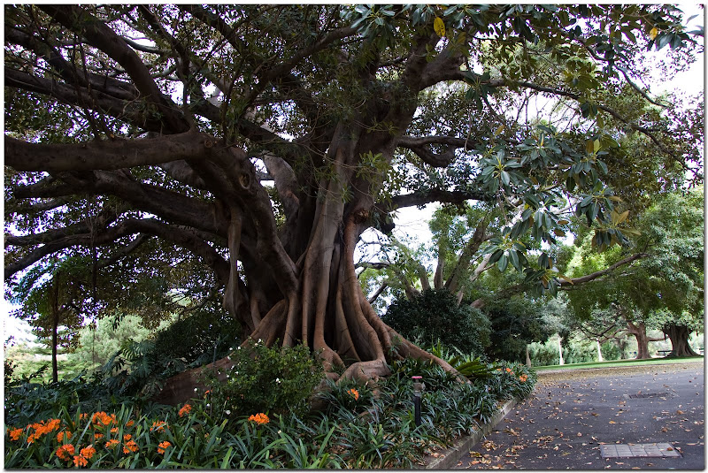 Tree in Sydney