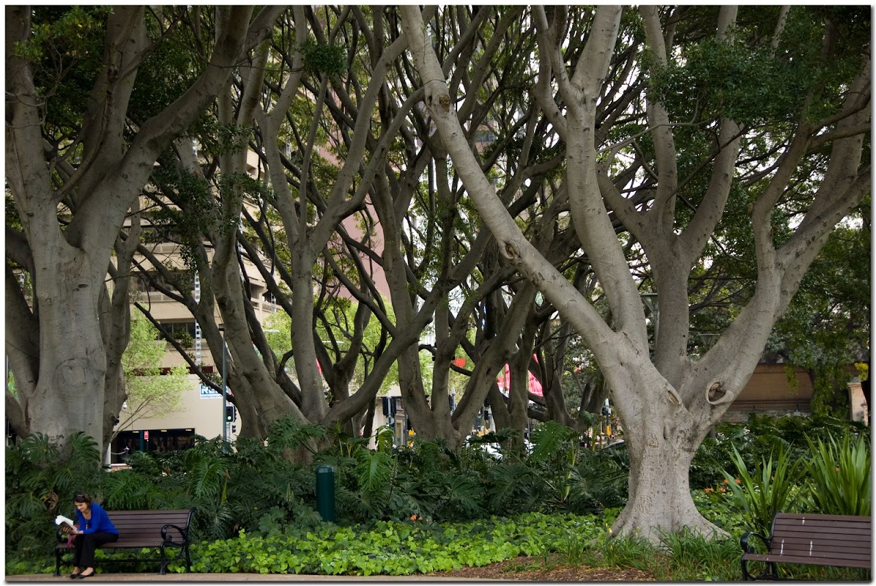 Hyde Park trees