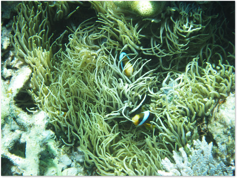 Clownfish in anemone