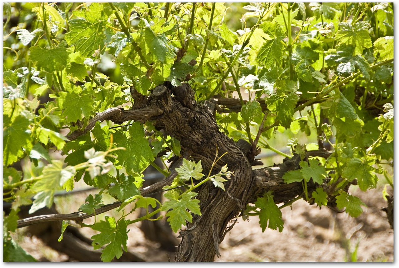 Barossa Valley vineyard