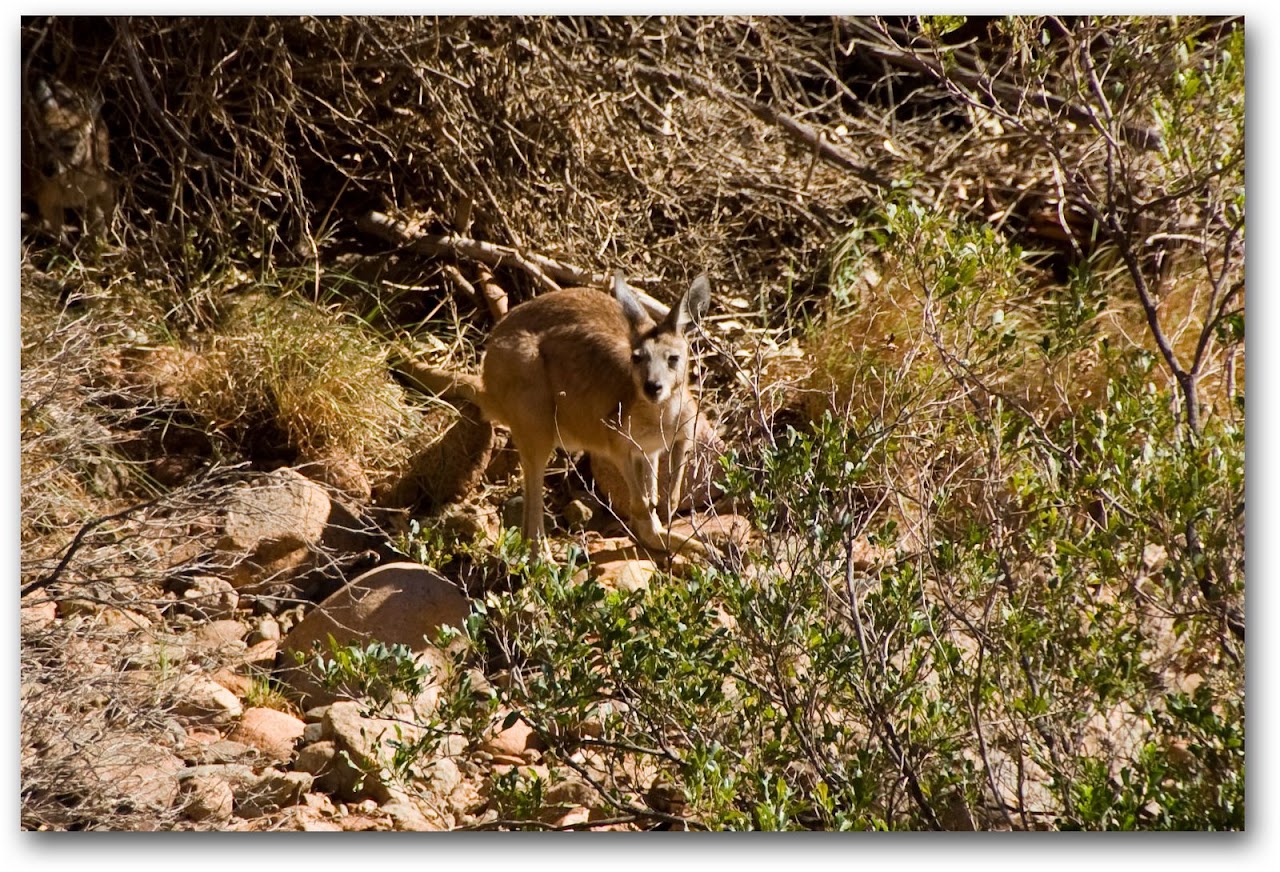 Kangaroo in Kata-Tjuta