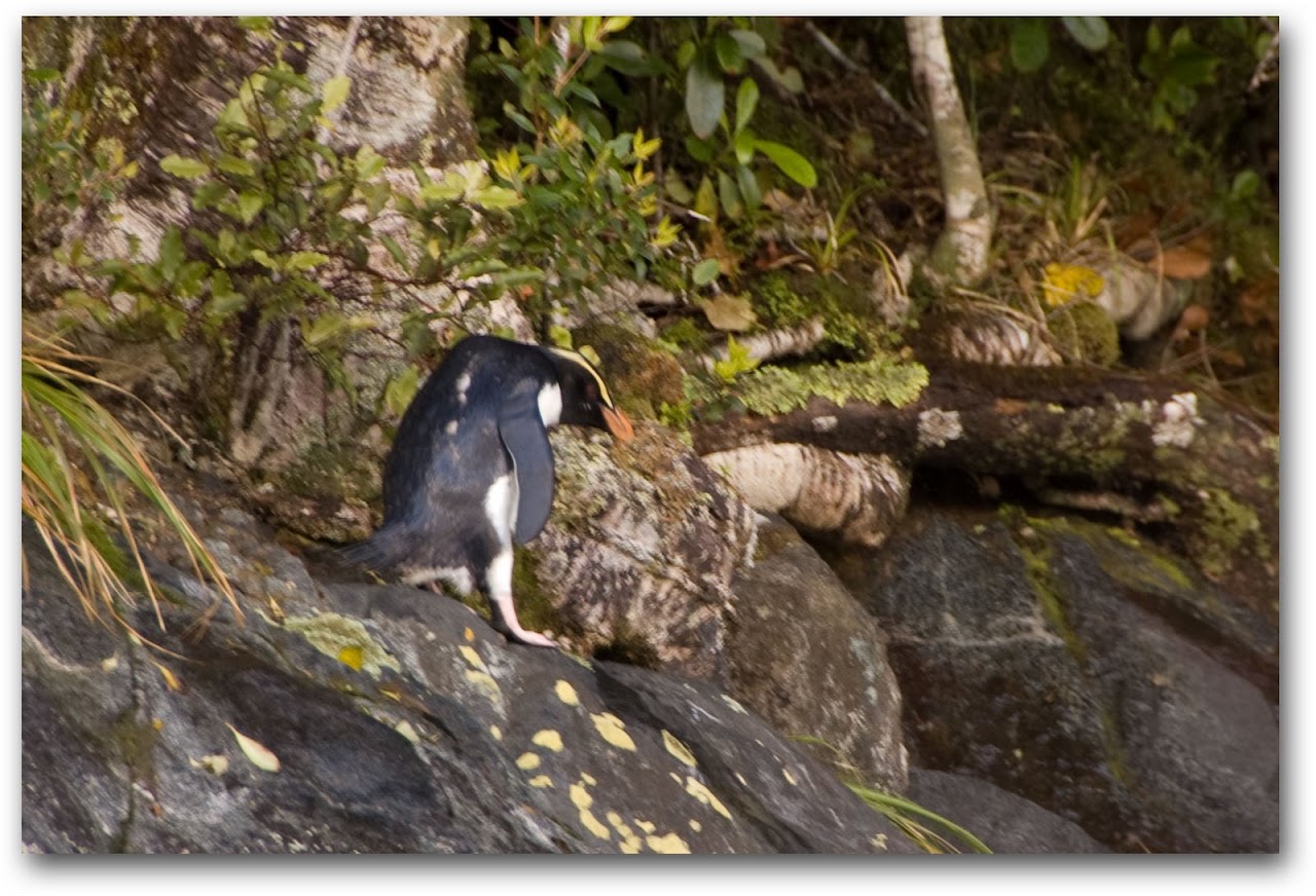 Fiordland crested penguin
