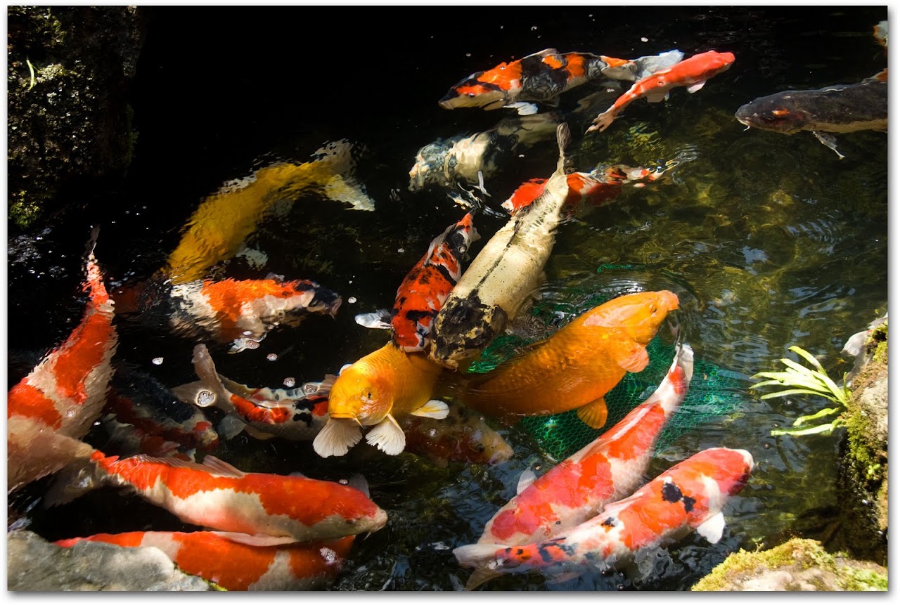 Koi