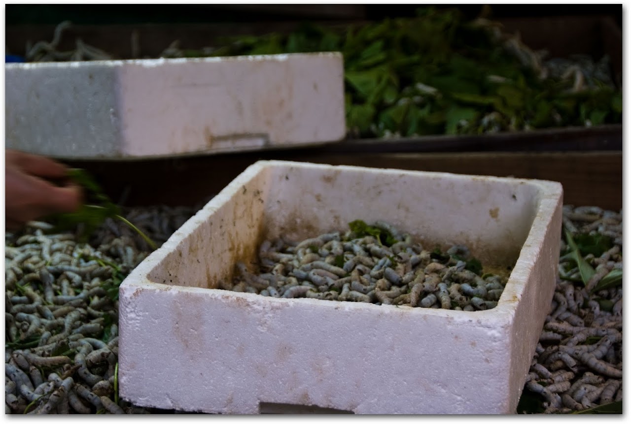 Silkworms at Korean market