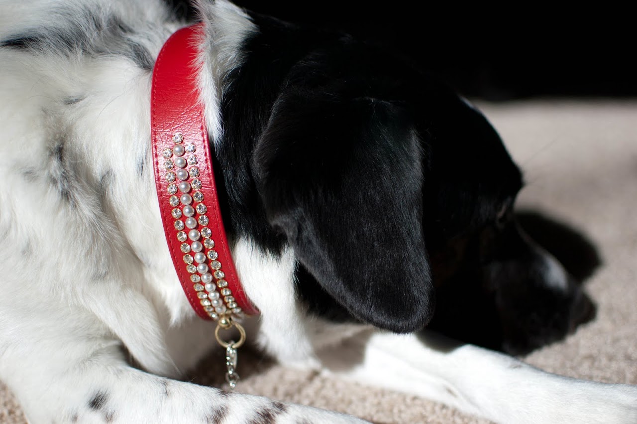 Abby in her collar