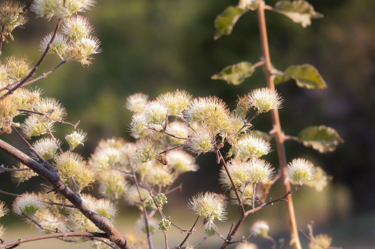 Flowers in Okavango Delta
