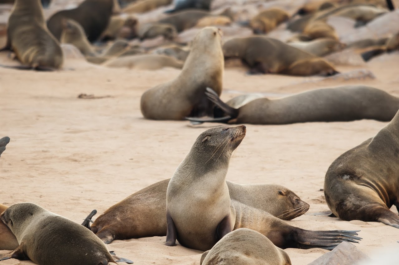 Seals