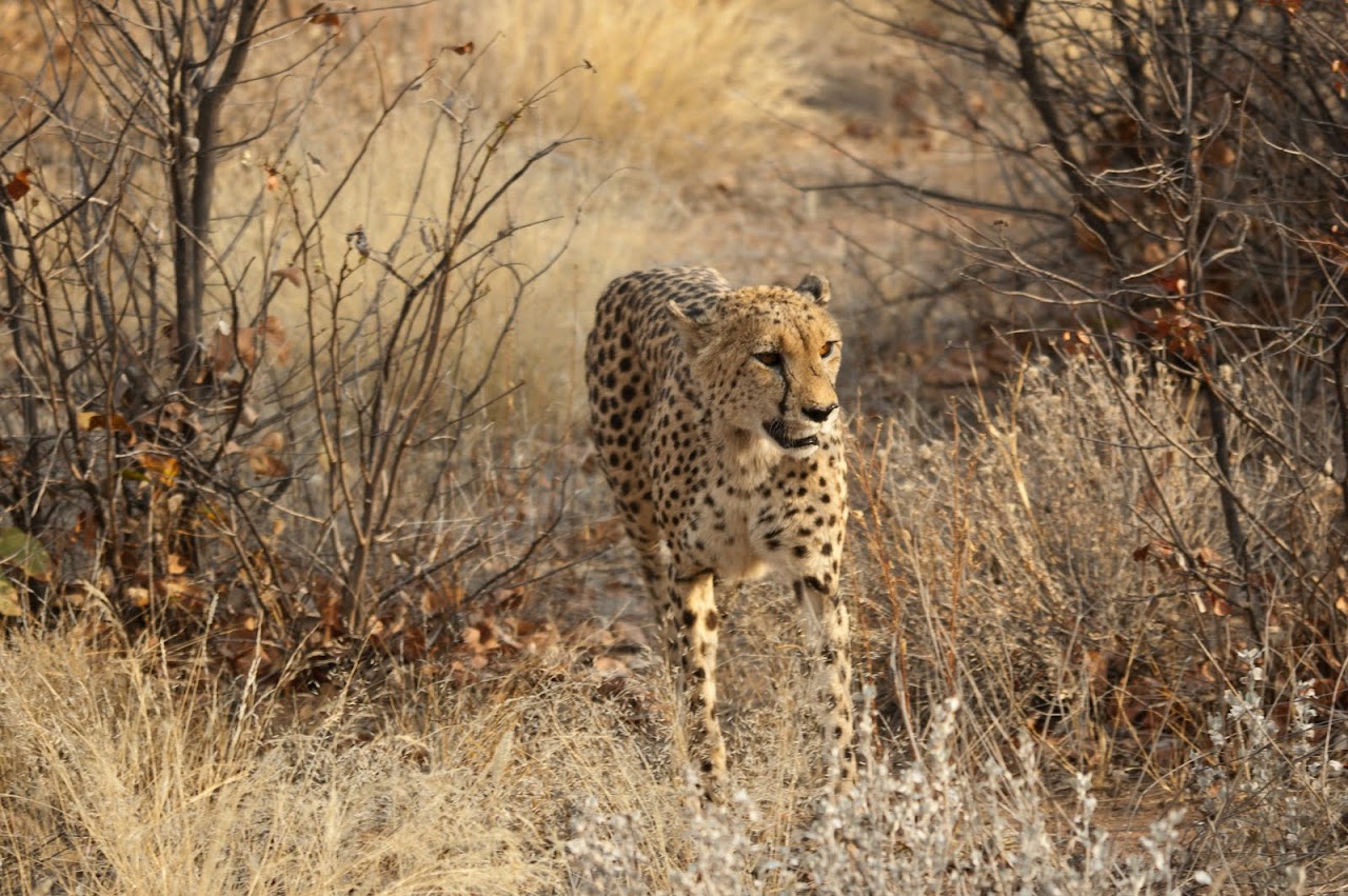 Cheetah