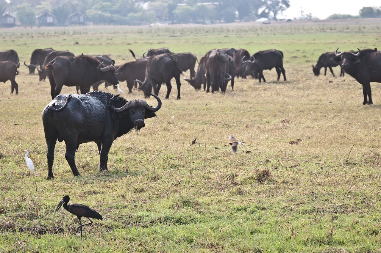 Water buffalo