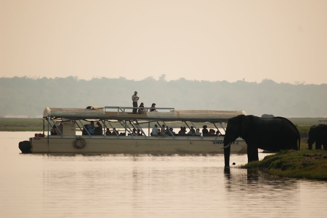 Elephants at Chobe
