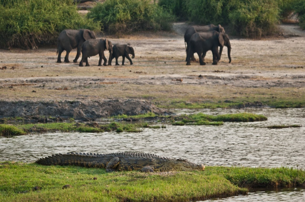 Elephants walking away from river