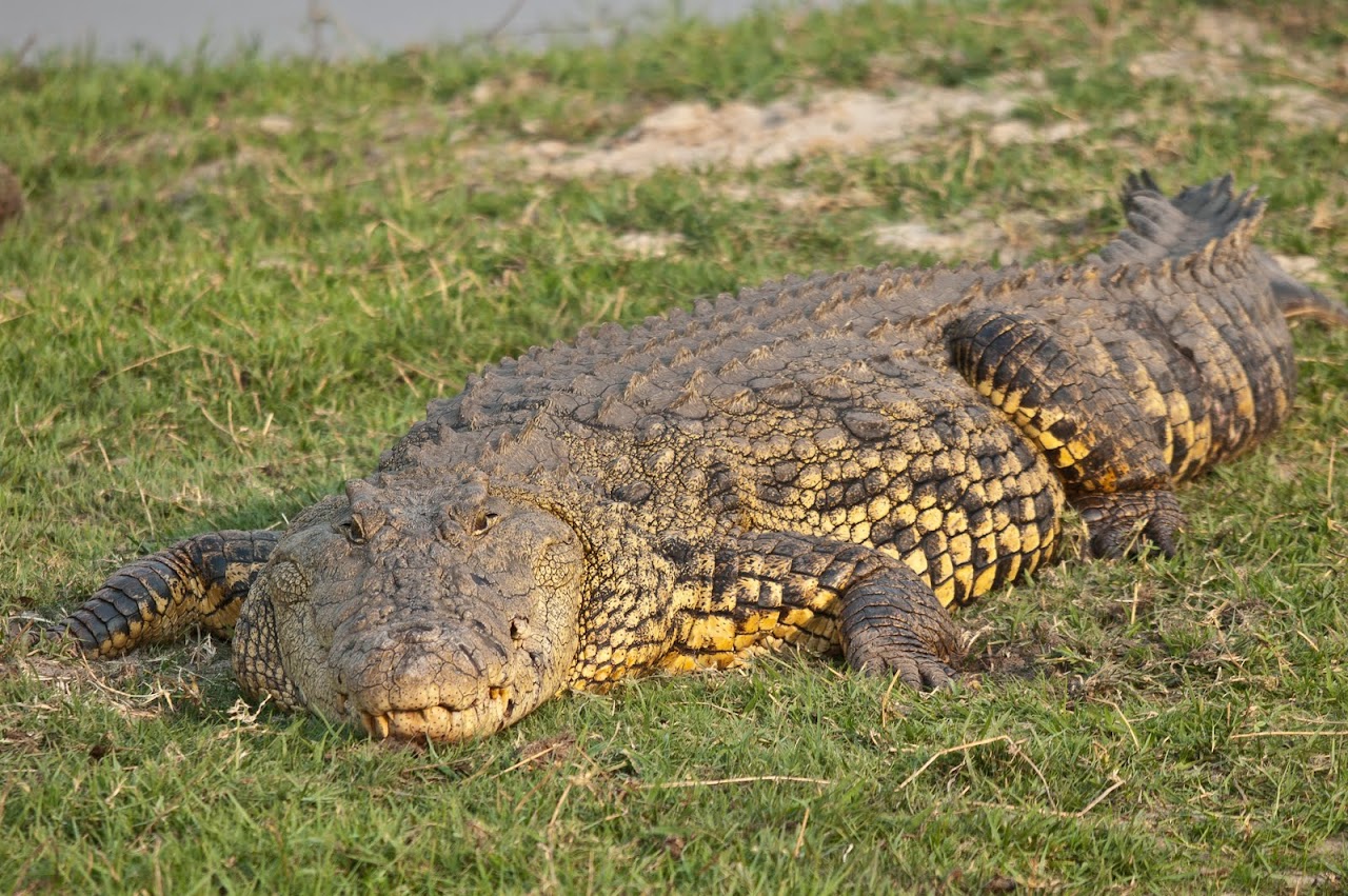 Crocodile