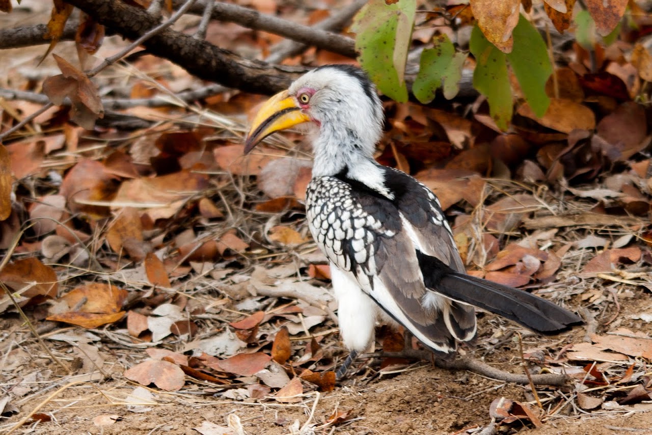 Yellow billed hornbill