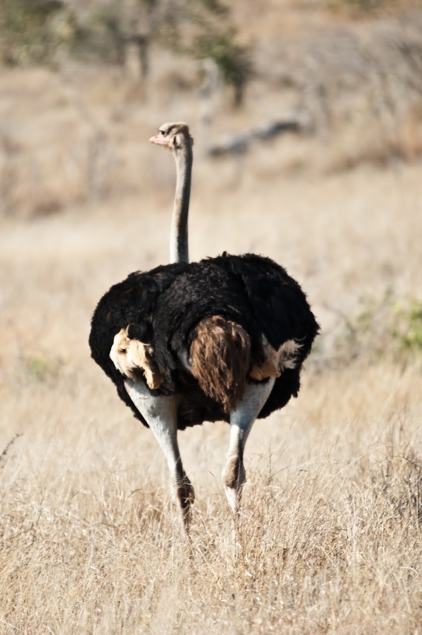 Ostrich butt