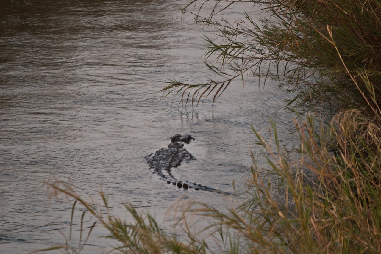 Crocodile tail