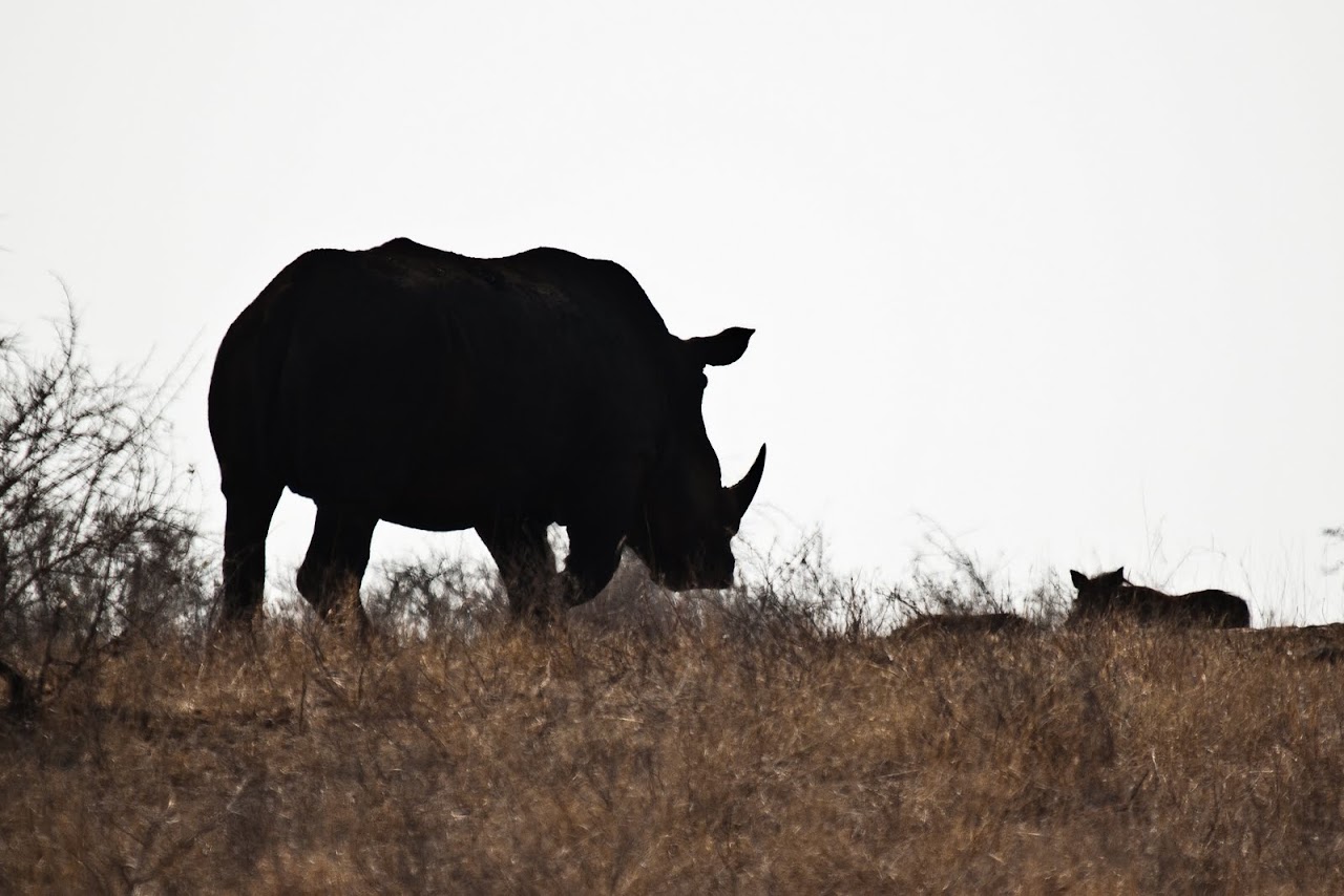 Rhino butt