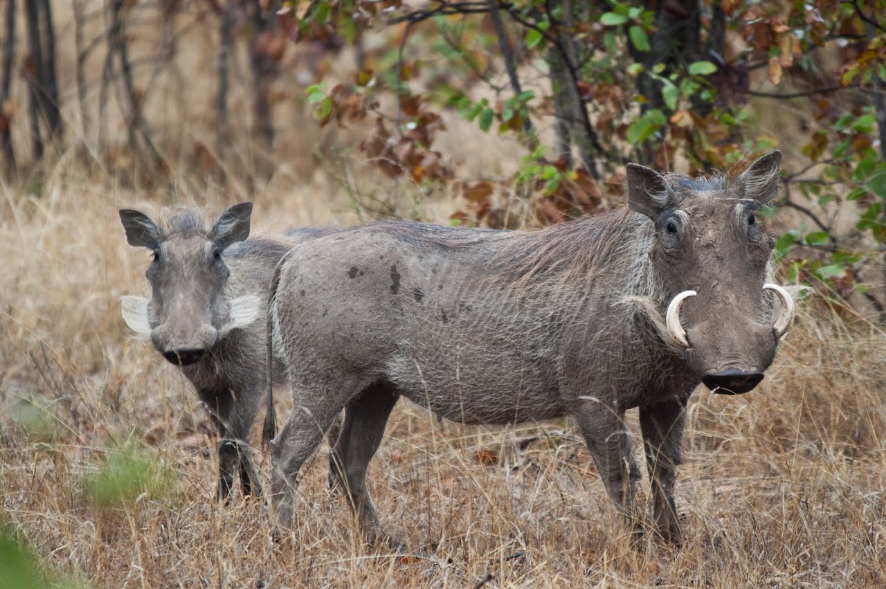 Warthogs