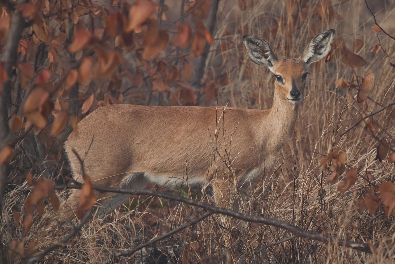 Steenbok