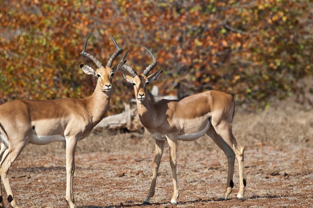 Impala looking at us