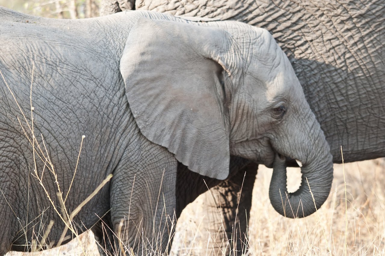 Baby elephant