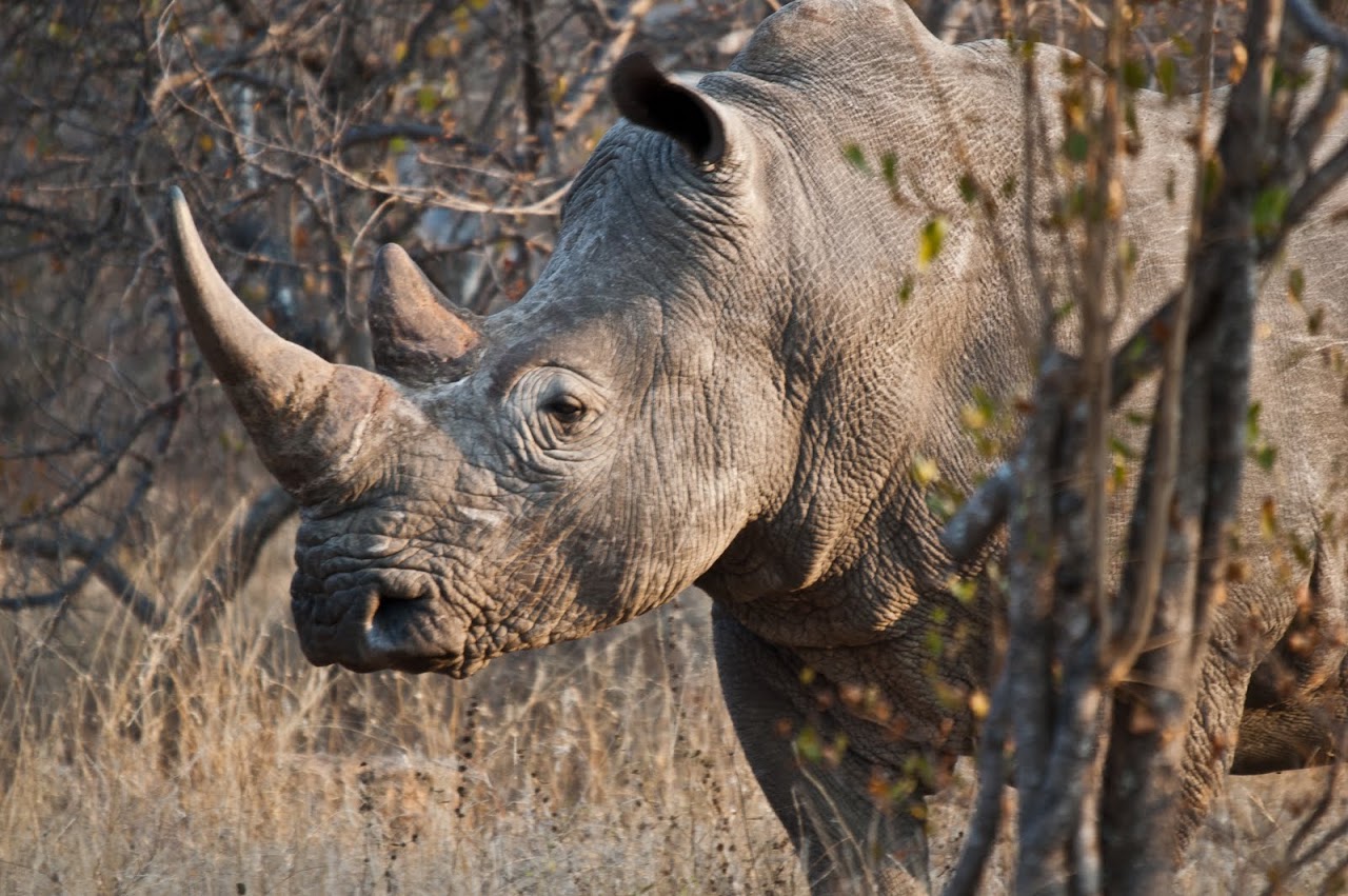Rhino