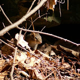 Chipmunk Watching Me