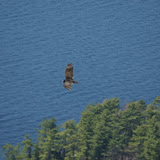 Turkey Vulture