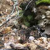 Lots of chipmunks going up the mountain