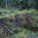 Beaver Dam