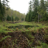 the two beaver dams
