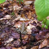 toad on the trail, we ran into a couple of these