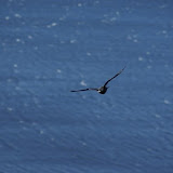 just a crow but I thought it was cool