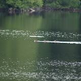 duck and her ducklings